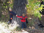 Plains Cottonwood.jpg