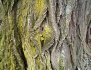 Black Locust bark.jpg