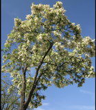 Flowering Black Locust.jpg