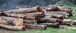 Weed wood black Wattle.jpg