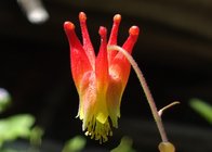 Red Columbine Cropped.JPG