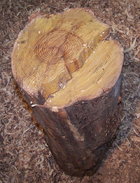 Osage Orange stump.jpg