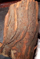 Osage Orange.jpg