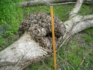 burl1.jpg