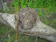burl2.jpg