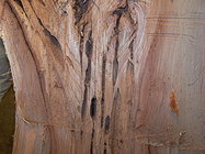 Carpenter Ants tunneling.jpg