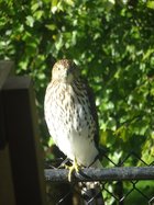 Hawk.jpg