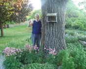 Siberian Elm.jpg