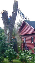 Felling Siberian Elm.jpg