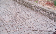 Siberian Elm branch.jpg