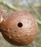 Oak leaf gall.jpg