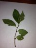 Walnut..jpg