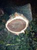walnut....jpg