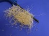 shear scrapeP.jpg