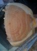 reaction wood 003.jpg
