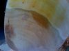reaction wood 006.jpg