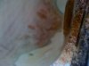 reaction wood 008.jpg