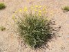 flowers in bloom.JPG