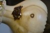routed bowl-0007.jpg