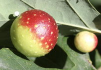 Cherry Galls on Oak leaf.jpg