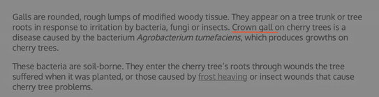 Crown galls on Cherry trees.jpg