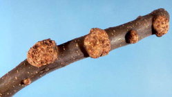 Fruit tree branch bacterial-crown-gall.jpg
