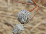 Willow gall.jpg