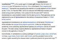 Crowngall disease.jpg