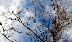 Hickory_galls.jpg