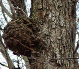 Sugar Maple burl.jpg