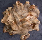 Black Willow burl.jpg
