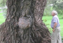 Whisful  thinking of black Willow burl.jpg