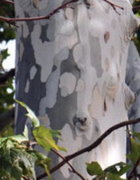 Arizona-Sycamore.jpg