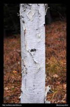 Paper Birch.jpg