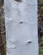 Birch stem.jpg