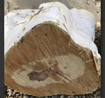 What species tree is this.jpg
