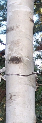 Smooth bark Birch.jpg