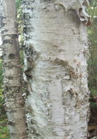 rough bark Birch.jpg