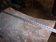 large Sycamore log.jpg