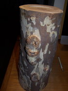 Sycamore log.jpg