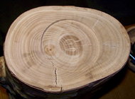 1 Sycamore log.jpg