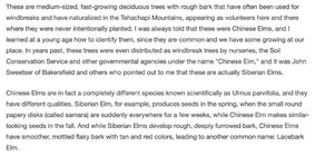 Siberian Elm.jpg