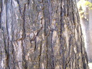 White or American Elm.jpg