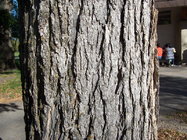 American Elm.jpg