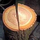 Cherry & Apricot logs.jpg