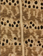 Red Oak with open pores.jpg