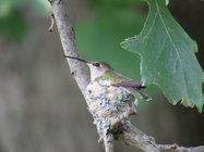hummingbird.JPG