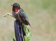 Ruby throat Humming bird.jpg