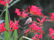 Vancouver ? humming bird.jpg