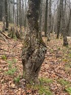 Burl - Our Property 1.jpg